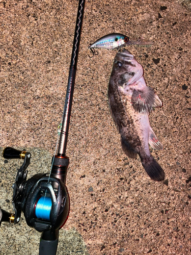 クロソイの釣果