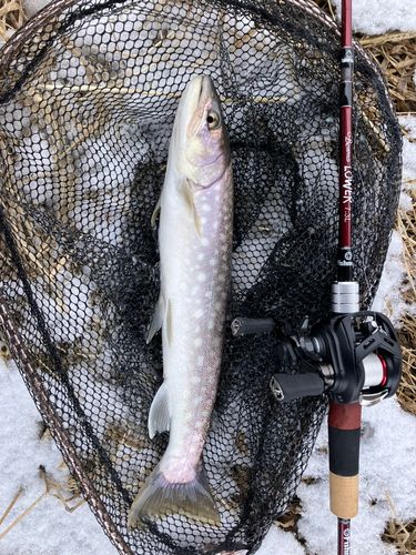 アメマスの釣果
