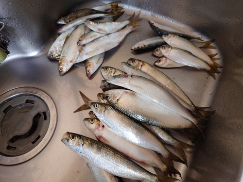 カタボシイワシの釣果