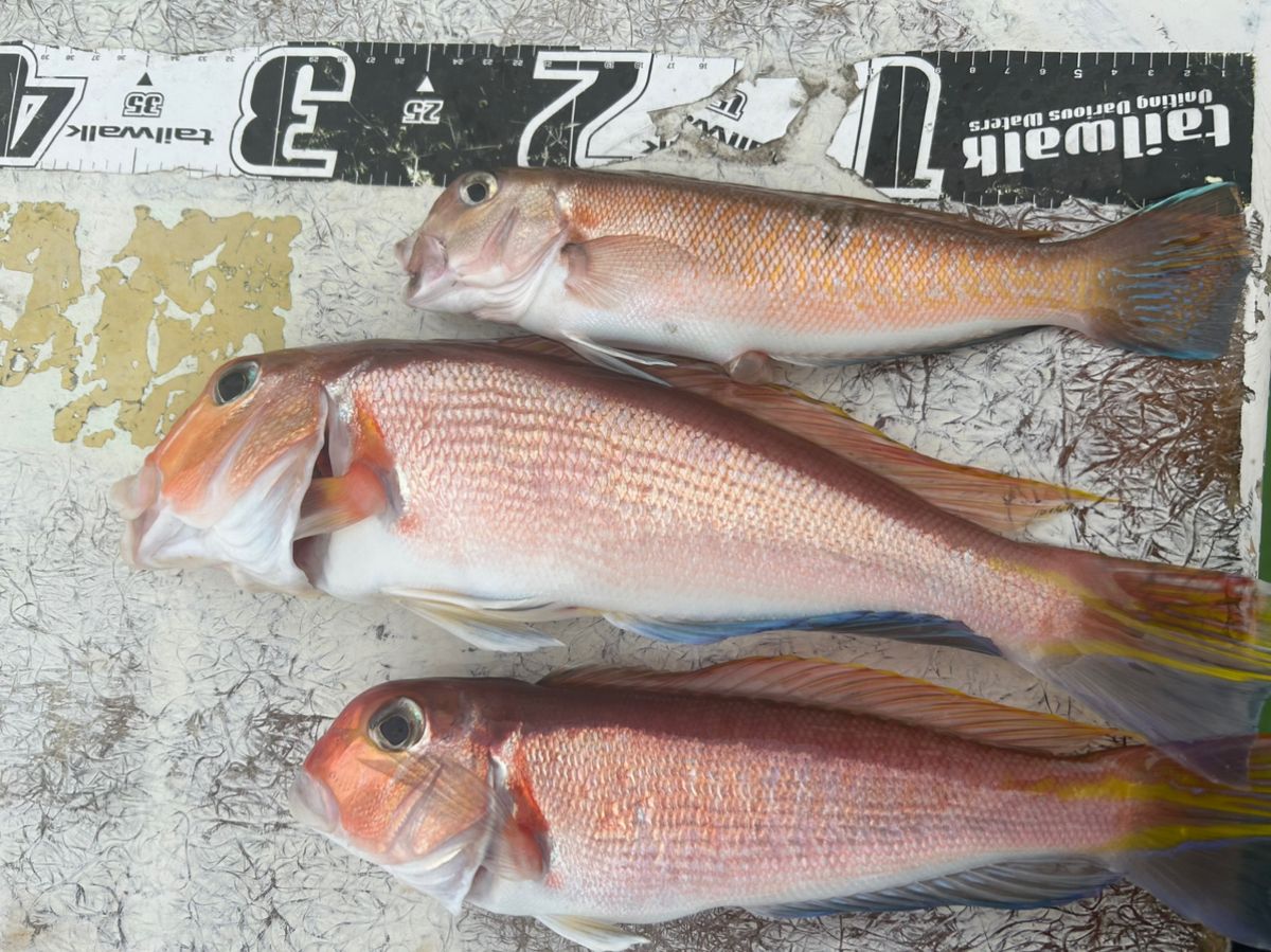 じょにー(仮)さんの釣果 1枚目の画像