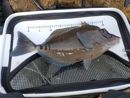 ニザダイの釣果