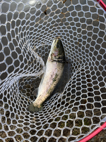 ニジマスの釣果