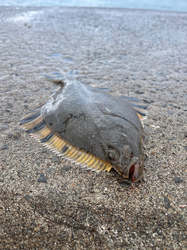 カワガレイの釣果