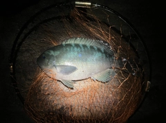 グレの釣果