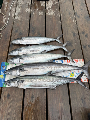 サワラの釣果