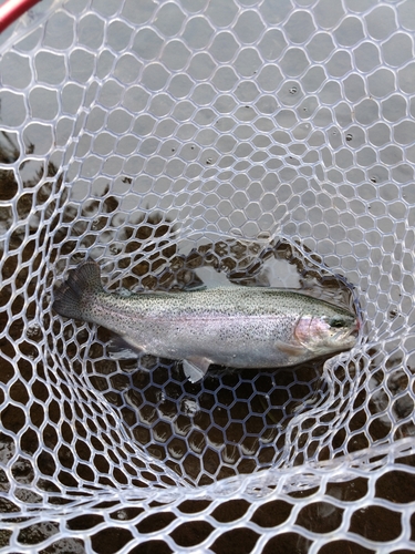 ニジマスの釣果