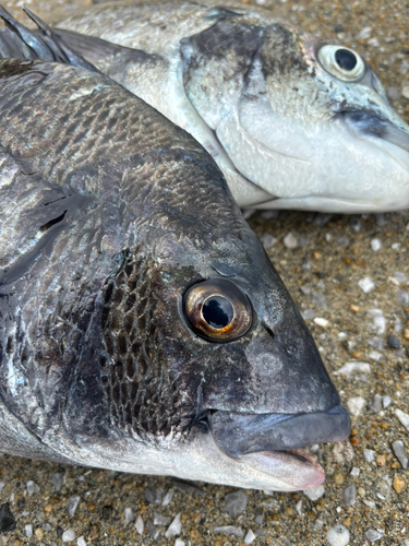 チヌの釣果