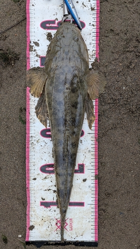 マゴチの釣果