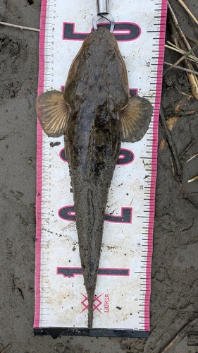 マゴチの釣果