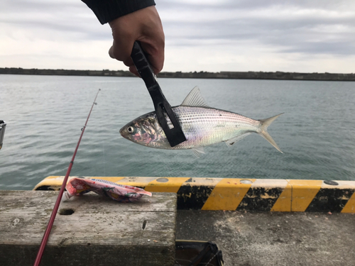 コノシロの釣果