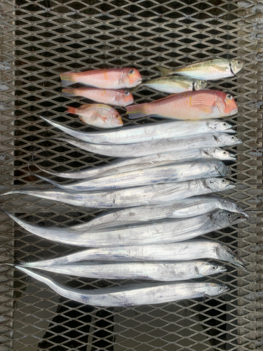 タチウオの釣果
