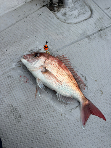 マダイの釣果