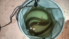 ウナギの釣果