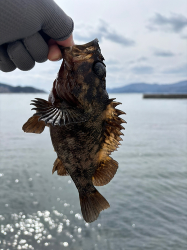 オウゴンムラソイの釣果