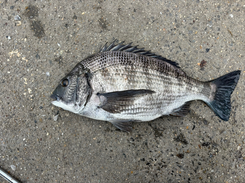 クロダイの釣果