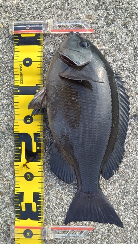 魚津漁港