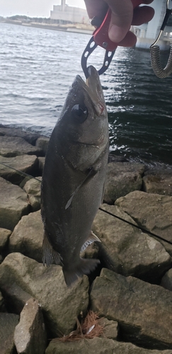 ハネ（マルスズキ）の釣果