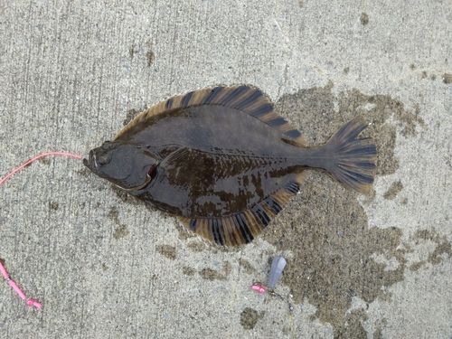 ヌマガレイの釣果