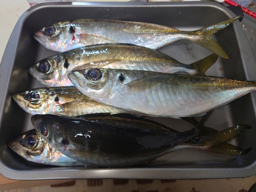 マアジの釣果
