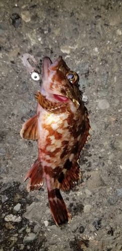 カサゴの釣果