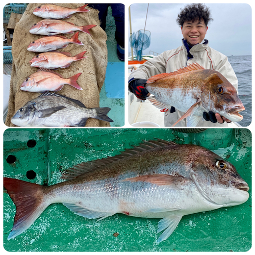 マダイの釣果