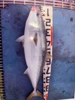 ブリの釣果