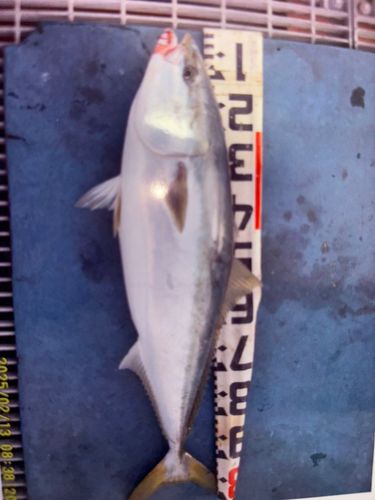 ブリの釣果