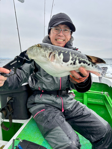 トラフグの釣果