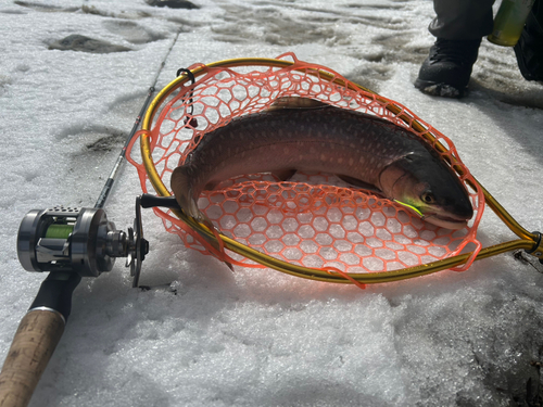 アメマスの釣果