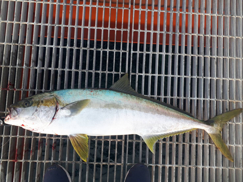 錦江湾