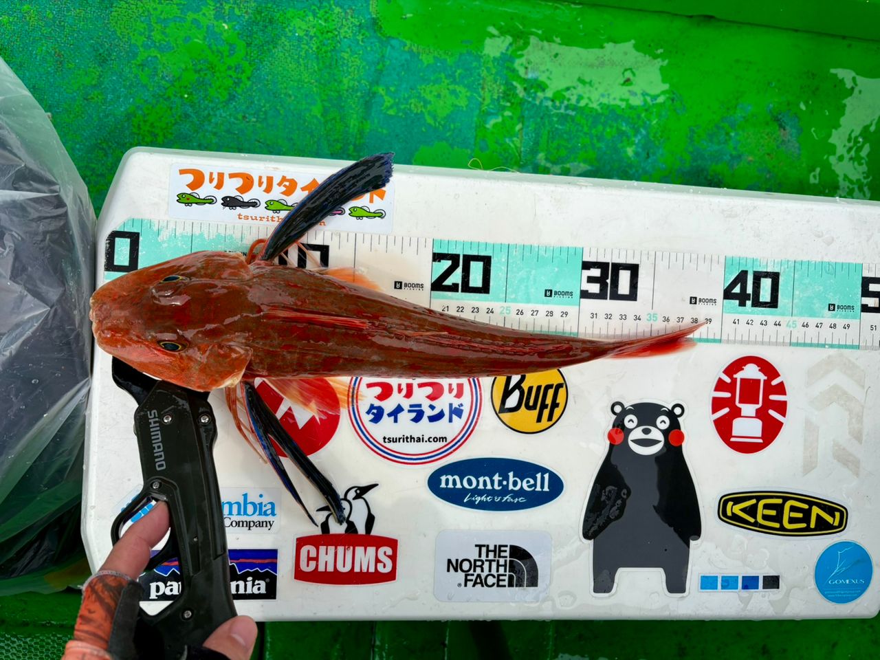 ホウボウ