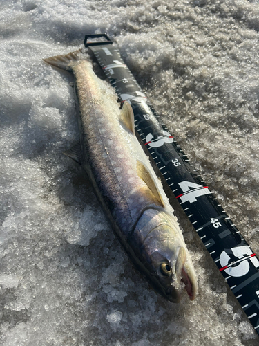 アメマスの釣果