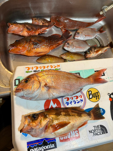 マダイの釣果