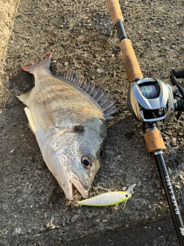 チヌの釣果