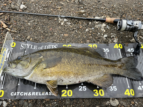 スモールマウスバスの釣果