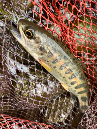 ヤマメの釣果