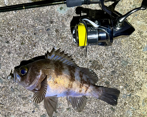 シロメバルの釣果