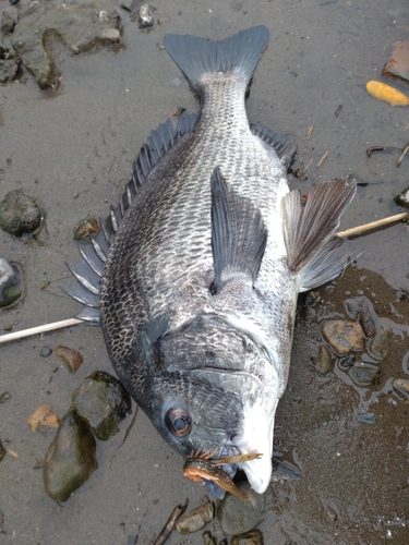 クロダイの釣果