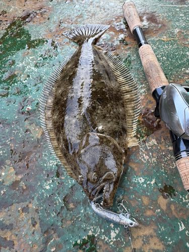 ヒラメの釣果