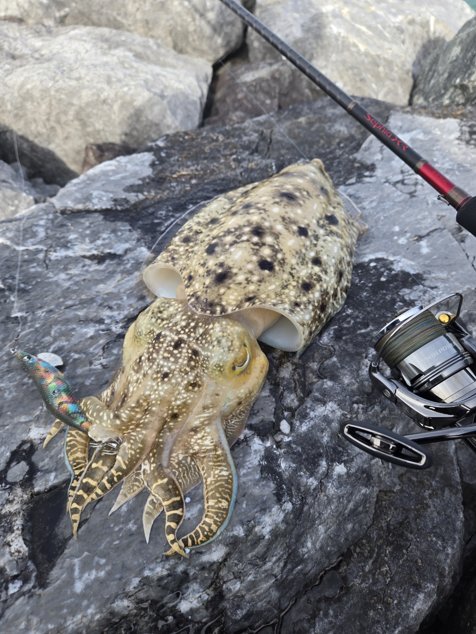SHIMANO 21セフィア XR S83MLの最安値・インプレ・釣果 | 本音の