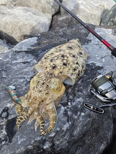 コウイカの釣果