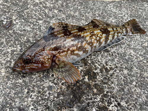 アイナメの釣果