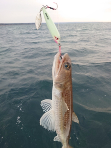 エソの釣果