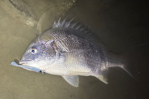 キビレの釣果