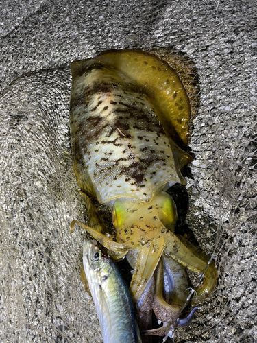 アオリイカの釣果