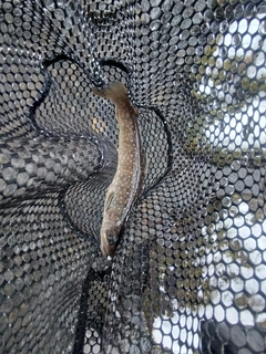 ニッコウイワナの釣果