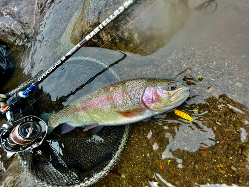 ニジマスの釣果