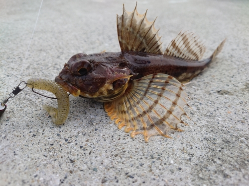 カジカの釣果