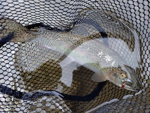 ニジマスの釣果