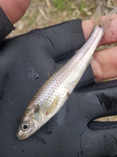 ホンモロコの釣果